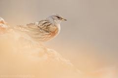 207 Alpenbraunelle - Prunella collaris