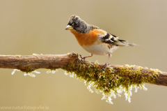 Bergfink - Fringilla montifringilla ♂