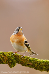 Bergfink - Fringilla montifringilla ♂