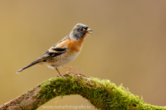 Bergfink - Fringilla montifringilla ♂