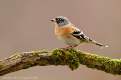 Bergfink - Fringilla montifringilla ♂