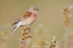 Bluthänfling - Linaria cannabina - common linnet