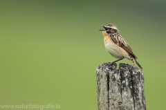 59 Braunkehlchen - Saxicola rubetra