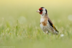 105 Stieglitz - Carduelis carduelis