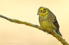 164 Goldammer - Emberiza citrinella