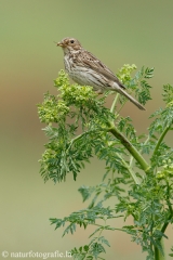 89 Grauammer - Emberiza calandra