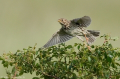 90 Grauammer - Emberiza calandra