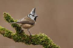 122 Haubenmeise - Parus cristatus