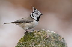 126 Haubenmeise - Parus cristatus