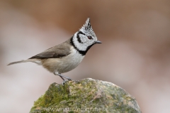 127 Haubenmeise - Parus cristatus