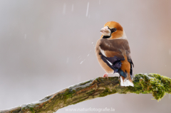 Kernbeißer - Coccothraustes coccothraustes