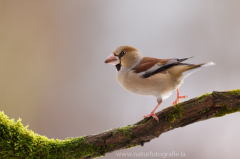 Kernbeißer - Coccothraustes coccothraustes