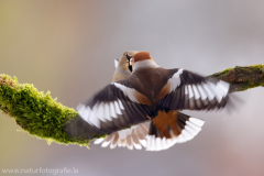 Kernbeißer - Coccothraustes coccothraustes