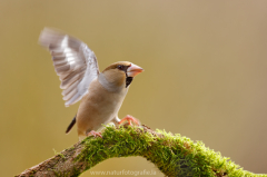 Kernbeißer - Coccothraustes coccothraustes