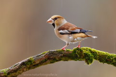 Kernbeißer - Coccothraustes coccothraustes