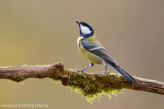 Kohlmeise - Parus major