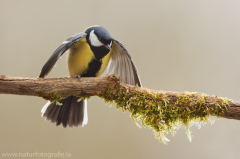 Kohlmeise - Parus major