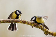 Kohlmeise - Parus major