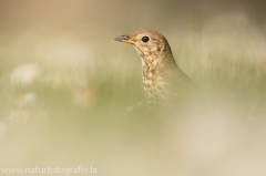 14 Singdrossel - Turdus philomelos