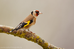 Stieglitz - Carduelis carduelis