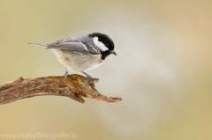 306 Tannenmeise - Periparus ater