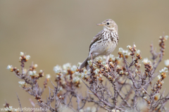 Wiesenpieper - Anthus pratensis - meadow pipit