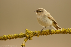 185 Zilpzalp - Phylloscopus collybita