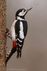 36 Buntspecht - Dendrocopos major