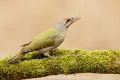 68 Grauspecht - Picus canus