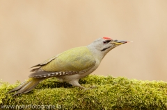 65 Grauspecht - Picus canus