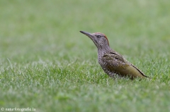 29 Grünspecht - Picus viridis