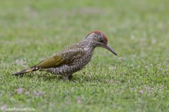 31 Grünspecht - Picus viridis