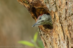 27 Grünspecht - Picus viridis