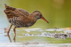 7 Wasserralle - Rallus aquaticus