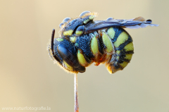 56 Kleine Harzbiene - Anthidiellum strigatum