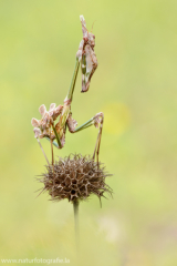 Haubenfangschrecke - Empusa pennata