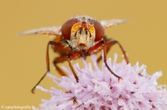 43 Breitflügelige Raupenfliege