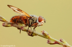 44 Breitflügelige Raupenfliege