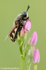 50 Waffenfliege - Stratiomyidae