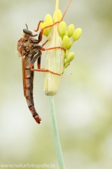 15 Raubfliege - Stenopogon sabaudus