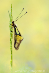 18 Libellen-Schmetterlingshaft - Libelloides coccajus
