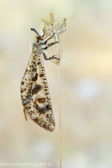 19 Libellenähnliche Ameisenjungfer - Palpares libelluloides