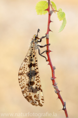 21 Libellenähnliche Ameisenjungfer - Palpares libelluloides