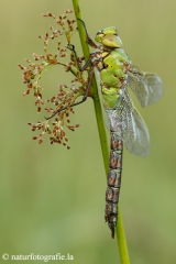 8 Große Königslibelle