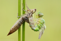 1 Große Koenigslibelle - Anax imperator