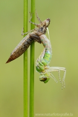 11 Große Königslibelle