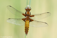 46 Plattbauch - Libellula depressa