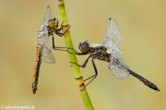 30 Schwarze Heidelibelle