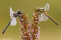 33 Schwarze Heidelibelle