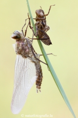 101 Falkenlibelle - Cordulia aenea